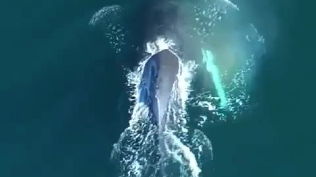 Thirrja e një balene në oqeanin Paqësor