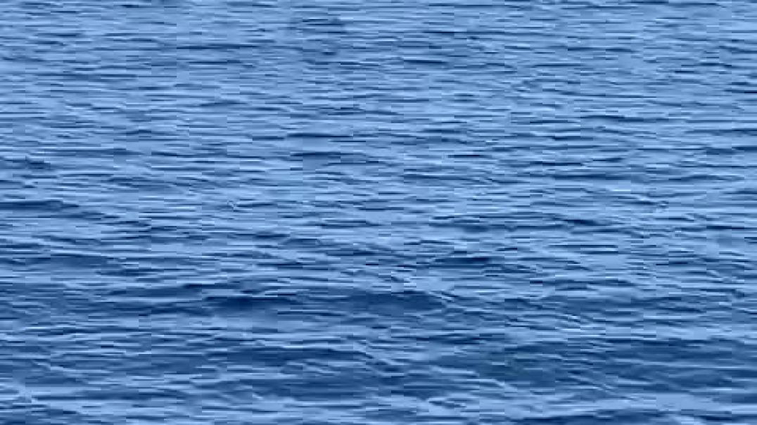 ⁣Balena dhe delfinë në Adriatik, a po "shërohet" natyra?