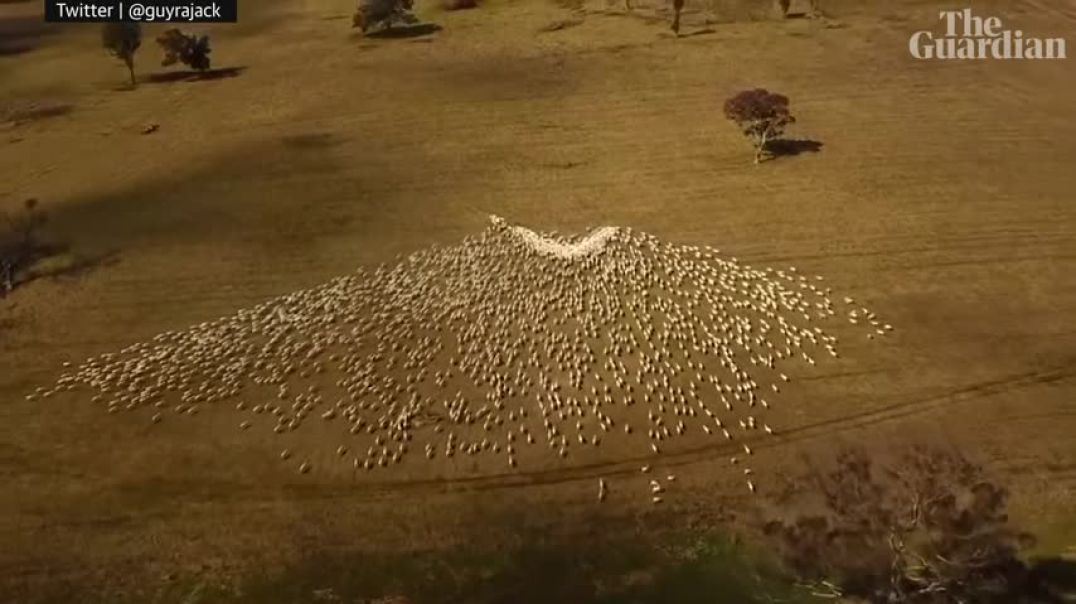 Një fermer delesh i izoluar në New South Wales