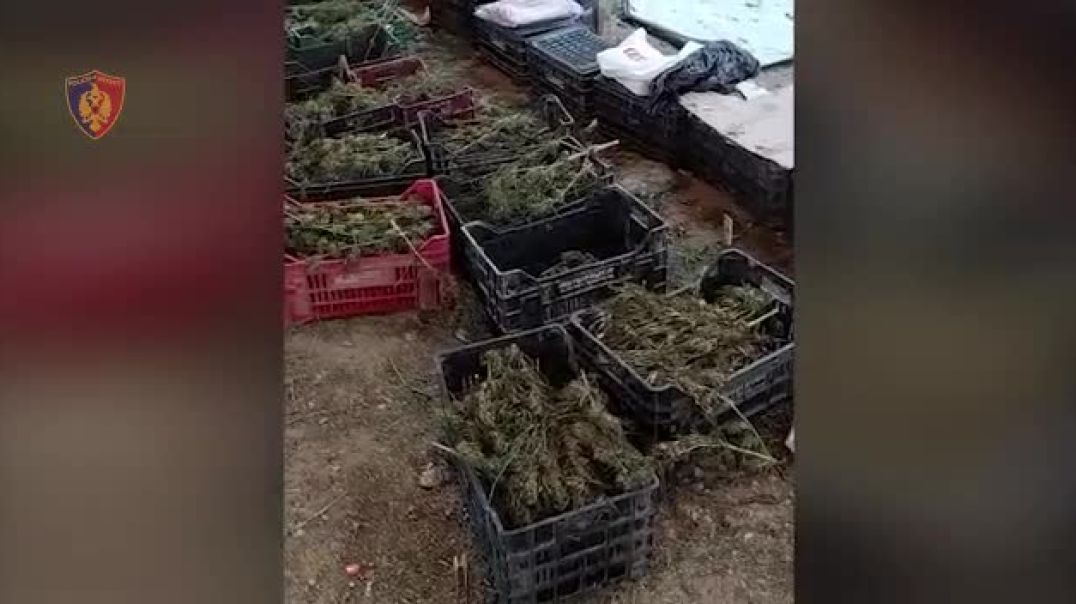 ⁣Brenda fermës së kanabisit në Berat, ku u gjetën 700 arka me bimë narkotike