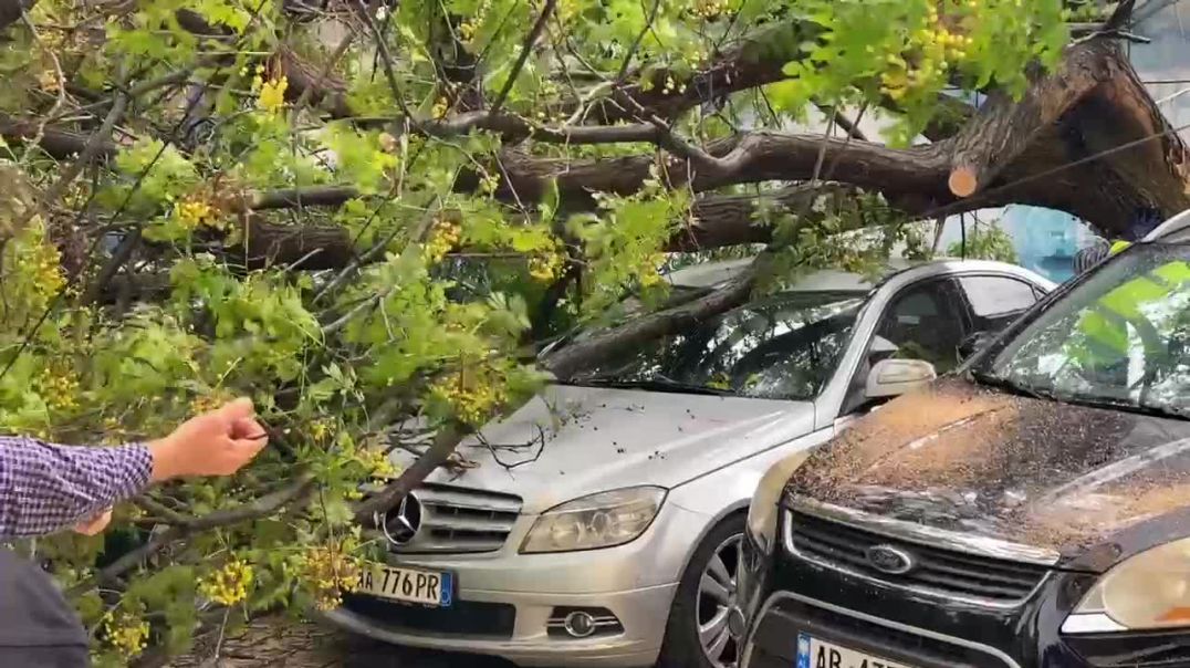 ⁣Një pemë e rrëzuar në kryeqytet pas stuhisë "Ciaran"