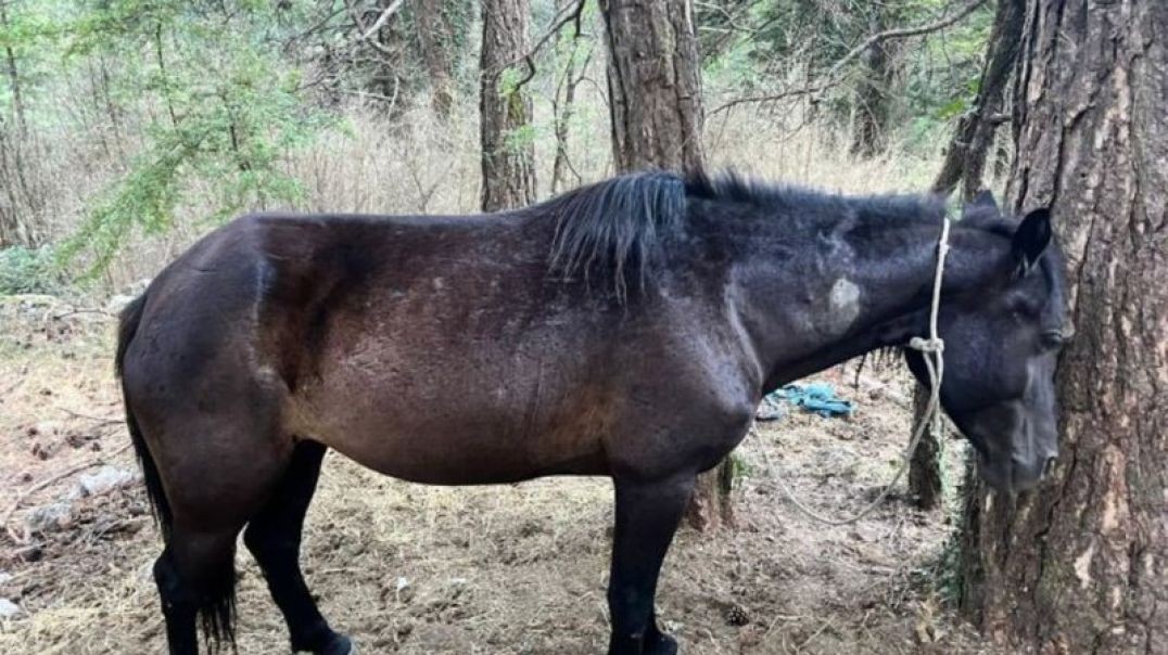 Qëllohen me armë 22 kuaj në Llogara, shkak konkurrenca mes pronarëve të guidave