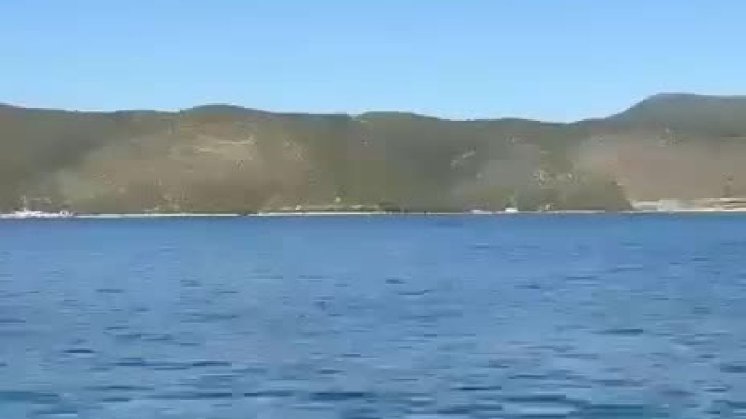 Një balenë shfaqet në ujërat e gjirit të Vlorës!