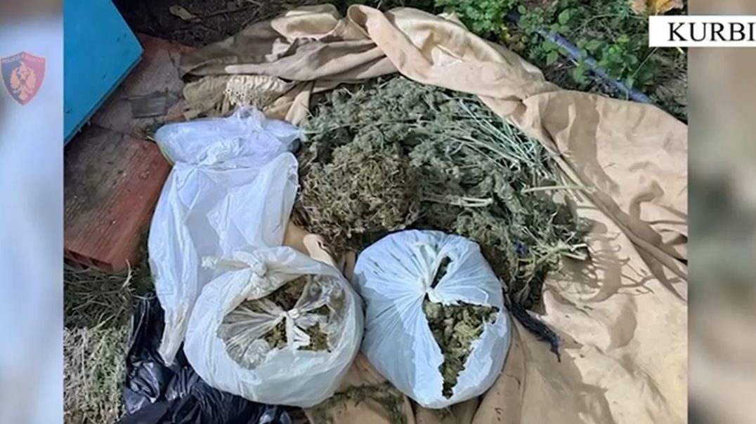 Kurbin, 62-vjeçari arretohet me 7 kg kanabis në banesë