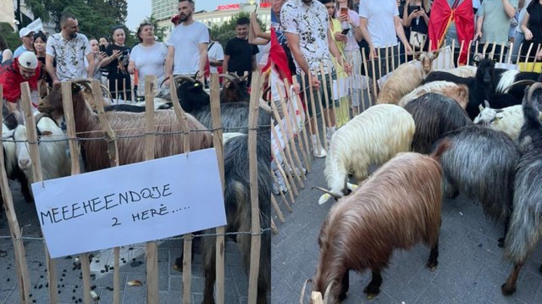 Protesta e 18-të para kryeministrisë, bashkohen edhe dhitë